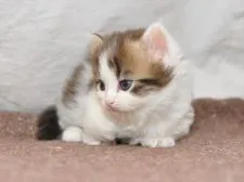 マンチカン(短足)【愛知県・女の子・2020年1月31日・ブラウンタビーホワイト】の写真2