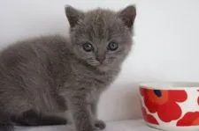 ブリティッシュショートヘア【愛知県・女の子・2018年9月24日・ブルー】の写真2