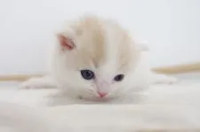 マンチカン【愛知県・女の子・2017年5月11日・クリームタビーホワイト】の写真2