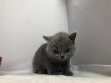 ブリティッシュショートヘア【愛知県・女の子・2018年11月30日・ブルー】の写真2