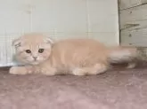 スコティッシュフォールド(折れ耳)【愛知県・男の子・2024年4月3日・クリームタビーホワイト】の写真2