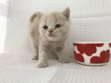 マンチカン(長足)【愛知県・男の子・2019年2月21日・クリーム&ホワイト】の写真2