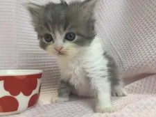 マンチカン(長足)【愛知県・男の子・2019年3月8日・ブルータビ&ホワイト】の写真2