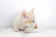マンチカン【愛知県・男の子・2017年4月23日・レッドタビーホワイト】の写真2