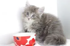 マンチカン(長足)【愛知県・男の子・2018年7月13日・ブルーホワイト】の写真2