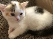 マンチカン(短足)【愛知県・女の子・2019年11月19日・ダイリュートキャリコ】の写真2「1回目のワクチン摂取済」