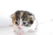 ミヌエット【愛知県・女の子・2017年11月26日・ブラウンパッチドタビー】の写真2