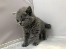 ブリティッシュショートヘア【愛知県・女の子・2018年11月30日・ブルー】の写真3