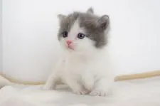 マンチカン【愛知県・男の子・2017年4月29日・ブルータビーホワイト】の写真3