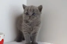 ブリティッシュショートヘア【愛知県・女の子・2018年9月24日・ブルー】の写真3