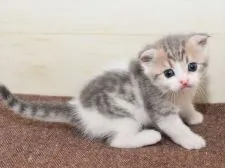 スコティッシュフォールド(折れ耳)【愛知県・男の子・2020年9月19日・シルバータビーホワイト】の写真3