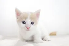 マンチカン【愛知県・男の子・2017年9月13日・クリームタビーホワイト】の写真3