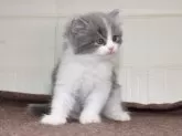 スコティッシュフォールド(立ち耳)【愛知県・男の子・2024年2月28日・ブルータビーホワイト】の写真3