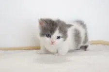 マンチカン【愛知県・男の子・2017年4月29日・ブルータビーホワイト】の写真4