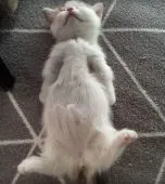 マンチカン(短足)【愛知県・女の子・2019年11月19日・ダイリュートキャリコ】の写真4「寝姿も可愛い女の子🎶」