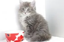 マンチカン(長足)【愛知県・男の子・2018年7月13日・ブルーホワイト】の写真4