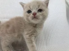 マンチカン(長足)【愛知県・男の子・2019年2月21日・クリーム&ホワイト】の写真4