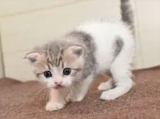 スコティッシュフォールド(折れ耳)【愛知県・男の子・2020年9月19日・シルバータビーホワイト】の写真4