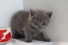 ブリティッシュショートヘア【愛知県・女の子・2018年9月24日・ブルー】の写真4