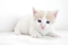 マンチカン【愛知県・男の子・2017年9月13日・クリームタビーホワイト】の写真4