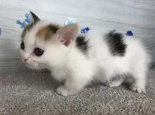 マンチカン(短足)【愛知県・女の子・2019年11月19日・ダイリュートキャリコ】の写真5