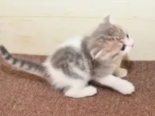 スコティッシュフォールド(折れ耳)【愛知県・男の子・2020年9月19日・シルバータビーホワイト】の写真5