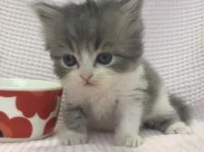 マンチカン(長足)【愛知県・男の子・2019年3月8日・ブルータビ&ホワイト】の写真5