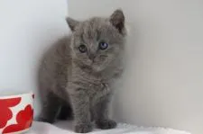 ブリティッシュショートヘア【愛知県・女の子・2018年9月24日・ブルー】の写真5