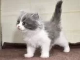 スコティッシュフォールド(立ち耳)【愛知県・男の子・2024年2月28日・ブルータビーホワイト】の写真5