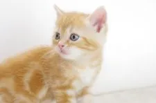 アメリカンショートヘア【愛知県・男の子・2017年8月1日・レッドタビー】の写真5