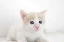 マンチカン【愛知県・男の子・2017年9月13日・クリームタビーホワイト】の写真5