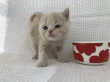 マンチカン(長足)【愛知県・男の子・2019年2月21日・クリーム&ホワイト】の写真5