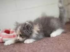 マンチカン(長足)【愛知県・女の子・2025年9月1日・ダイリュートキャリコ】の写真10