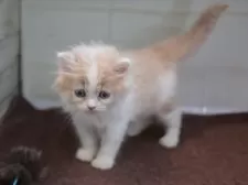 マンチカン(長足)【愛知県・女の子・2025年8月28日・クリームタビーホワイト】の写真10