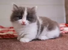 ミヌエット(短足)【愛知県・男の子・2025年1月1日・ブルータビーホワイト】の写真6