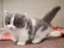 ミヌエット(短足)【愛知県・男の子・2025年1月1日・ブルータビーホワイト】の写真5