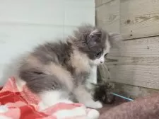 マンチカン(長足)【愛知県・女の子・2025年9月1日・ダイリュートキャリコ】の写真11