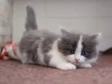 ミヌエット(短足)【愛知県・男の子・2025年1月1日・ブルータビーホワイト】の写真8