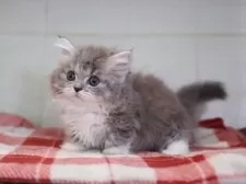 ミヌエット(短足)【愛知県・男の子・2024年11月24日・ブルータビーホワイト】の写真11