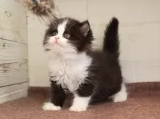 マンチカン(長足)【愛知県・女の子・2025年1月24日・ブラックホワイト】の写真7