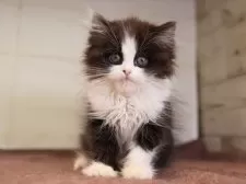 マンチカン(長足)【愛知県・女の子・2025年1月24日・ブラックホワイト】の写真12