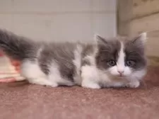 ミヌエット(短足)【愛知県・男の子・2025年1月1日・ブルータビーホワイト】の写真12