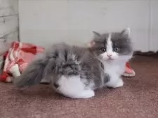 ミヌエット(短足)【愛知県・男の子・2025年1月1日・ブルータビーホワイト】の写真9