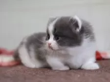 ミヌエット(短足)【愛知県・男の子・2025年1月1日・ブルータビーホワイト】の写真3