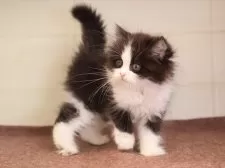 マンチカン(長足)【愛知県・女の子・2025年1月24日・ブラックホワイト】の写真9