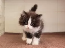 マンチカン(長足)【愛知県・女の子・2025年1月24日・ブラックホワイト】の写真10