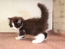 マンチカン(長足)【愛知県・女の子・2025年1月24日・ブラックホワイト】の写真14