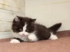 マンチカン(長足)【愛知県・女の子・2025年1月24日・ブラックホワイト】の写真8