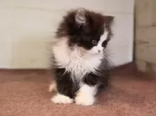 マンチカン(長足)【愛知県・女の子・2025年1月24日・ブラックホワイト】の写真15