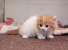 マンチカン(短足)【愛知県・女の子・2025年1月24日・レッドタビーホワイト】の写真15